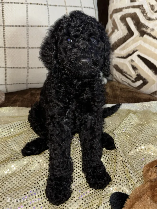 Lenox – Labradoodle puppy for sale in Toney, AL