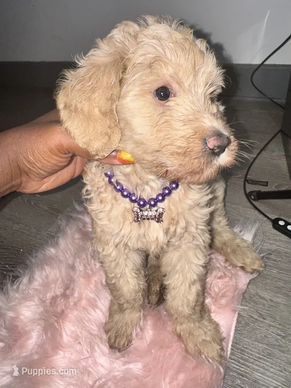 Lola  – Labradoodle puppy for sale in Toney, AL