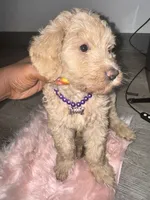Lola , a female Labradoodle for sale in Toney, AL – 1 of 3