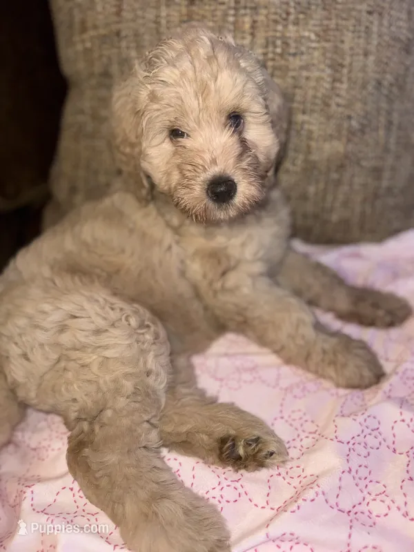 Lola  – Labradoodle puppy for sale in Toney, AL
