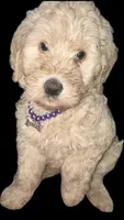 Lola , a female Labradoodle for sale in Toney, AL – 2 of 3
