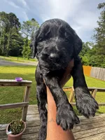 Onyx, a male Labradoodle for sale in Toney, AL – 1 of 1