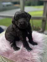 Latte, a female Labradoodle for sale in Toney, AL – 2 of 3