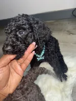 Lenox, a male Labradoodle for sale in Toney, AL – 3 of 3