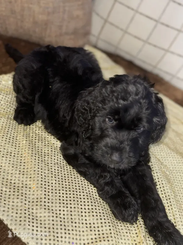 Onyx – Labradoodle puppy for sale in Toney, AL