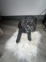 Lenox, a male Labradoodle for sale in Toney, AL – 2 of 3