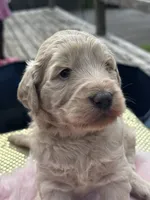 Lola , a female Labradoodle for sale in Toney, AL – 3 of 3
