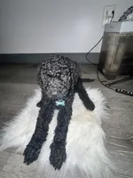 Lenox, a male Labradoodle for sale in Toney, AL – 1 of 3