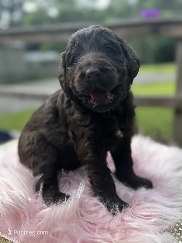 Latte – Labradoodle puppy for sale in Toney, AL
