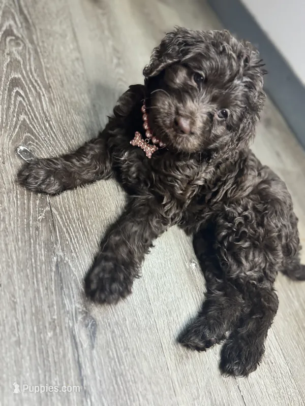 Latte – Labradoodle puppy for sale in Toney, AL