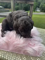 Latte, a female Labradoodle for sale in Toney, AL – 3 of 3