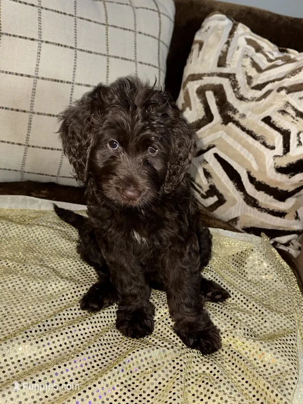 Latte – Labradoodle puppy for sale in Toney, AL
