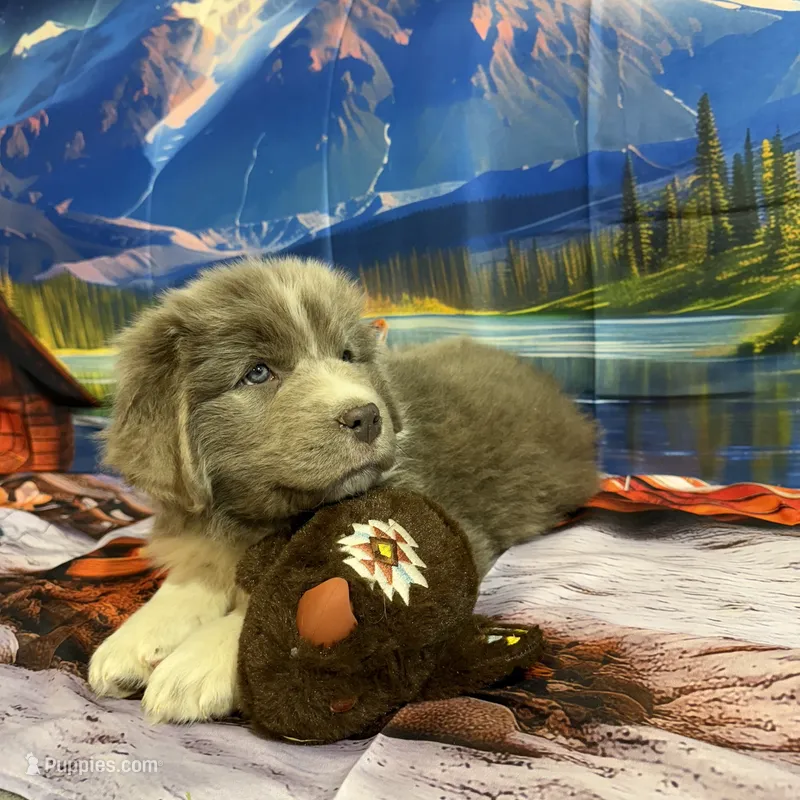 AKC Newfie Puppy - Green – Male (Cordell) – Newfoundland puppy for sale in Cheyenne, WY