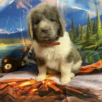 AKC Newfie Puppy - Orange - Male (Walker), a male Newfoundland for sale in Cheyenne, WY – 4 of 10