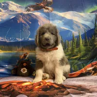 AKC Newfie Puppy - Orange - Male (Walker), a male Newfoundland for sale in Cheyenne, WY – 6 of 10