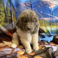 AKC Newfie Puppy - Gold - Female (Sheree), a female Newfoundland for sale in Cheyenne, WY – 8 of 10