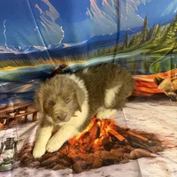 AKC Newfie Puppy - Orange - Male (Walker), a male Newfoundland for sale in Cheyenne, WY – 9 of 10