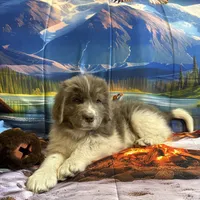 AKC Newfie Puppy - Purple – Female (Padme) , a female Newfoundland for sale in Cheyenne, WY – 7 of 10