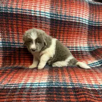 AKC Newfie Puppy - Lime – Female (Alexandra), a female Newfoundland for sale in Cheyenne, WY – 4 of 10