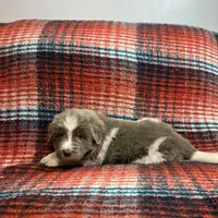AKC Newfie Puppy - Lime – Female (Alexandra), a female Newfoundland for sale in Cheyenne, WY – 8 of 10