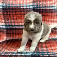 AKC Newfie Puppy - Lime – Female (Alexandra), a female Newfoundland for sale in Cheyenne, WY – 6 of 10