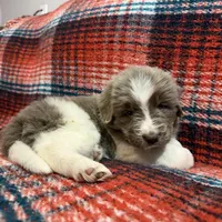 AKC Newfie Puppy - Lime – Female (Alexandra), a female Newfoundland for sale in Cheyenne, WY – 2 of 10