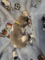 AKC Newfie Puppy - Lime – Female (Alexandra), a female Newfoundland for sale in Cheyenne, WY – Photo 1 of 4