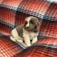AKC Newfie Puppy - Lime – Female (Alexandra), a female Newfoundland for sale in Cheyenne, WY – 3 of 10