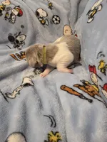 AKC Newfie Puppy - Lime – Female (Alexandra), a female Newfoundland for sale in Cheyenne, WY – Photo 3 of 4