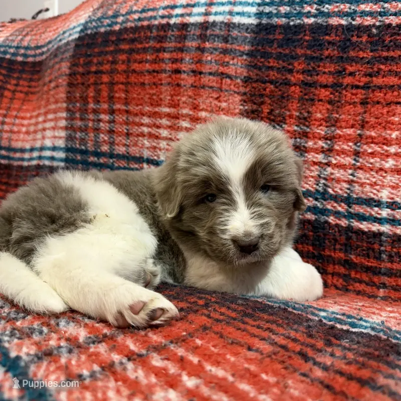 AKC Newfie Puppy - Lime – Female (Alexandra) – Newfoundland puppy on hold in Cheyenne, WY