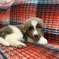 AKC Newfie Puppy - Lime – Female (Alexandra), a female Newfoundland for sale in Cheyenne, WY – 1 of 10