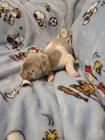 AKC Newfie Puppy - Lime – Female (Alexandra), a female Newfoundland for sale in Cheyenne, WY – Photo 2 of 4