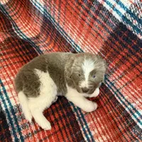 AKC Newfie Puppy - Lime – Female (Alexandra), a female Newfoundland for sale in Cheyenne, WY – 9 of 10