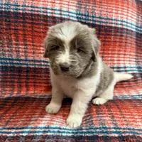 AKC Newfie Puppy - Lime – Female (Alexandra), a female Newfoundland for sale in Cheyenne, WY – 5 of 10