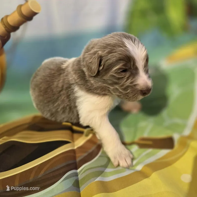 AKC Newfie Puppy - Lime – Female (Alexandra) – Newfoundland puppy for sale in Cheyenne, WY