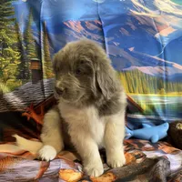 AKC Newfie Puppy - Gold - Female (Sheree), a female Newfoundland for sale in Cheyenne, WY – 5 of 10