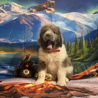AKC Newfie Puppy - Orange - Male (Walker), a male Newfoundland for sale in Cheyenne, WY – 7 of 10