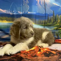 AKC Newfie Puppy - Orange - Male (Walker), a male Newfoundland for sale in Cheyenne, WY – 5 of 10