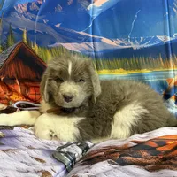 AKC Newfie Puppy - Brown – Male (Wicket), a male Newfoundland for sale in Cheyenne, WY – 7 of 10