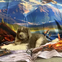 AKC Newfie Puppy - Brown – Male (Wicket), a male Newfoundland for sale in Cheyenne, WY – 8 of 10