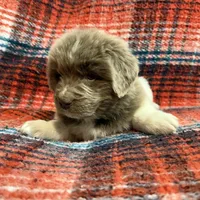 AKC Newfoundland - Black - Male (Chuck Norris), a male Newfoundland for sale in Cheyenne, WY – 2 of 10