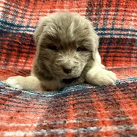 AKC Newfoundland - Black - Male (Chuck Norris), a male Newfoundland for sale in Cheyenne, WY – 6 of 10