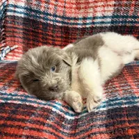 AKC Newfoundland - Black - Male (Chuck Norris), a male Newfoundland for sale in Cheyenne, WY – 1 of 10