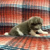 AKC Newfoundland - Black - Male (Chuck Norris), a male Newfoundland for sale in Cheyenne, WY – 10 of 10