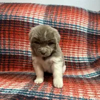 AKC Newfoundland - Black - Male (Chuck Norris), a male Newfoundland for sale in Cheyenne, WY – 5 of 10