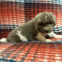 AKC Newfoundland - Black - Male (Chuck Norris), a male Newfoundland for sale in Cheyenne, WY – 3 of 10