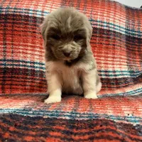 AKC Newfoundland - Black - Male (Chuck Norris), a male Newfoundland for sale in Cheyenne, WY – 4 of 10