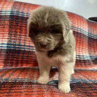 AKC Newfoundland - Black - Male (Chuck Norris), a male Newfoundland for sale in Cheyenne, WY – 8 of 10