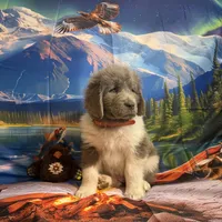 AKC Newfie Puppy - Orange - Male (Walker), a male Newfoundland for sale in Cheyenne, WY – 8 of 10