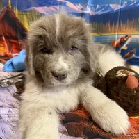 AKC Newfie Puppy - Purple – Female (Padme) , a female Newfoundland for sale in Cheyenne, WY – 8 of 10
